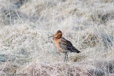 Uferschnepfe (3 von 6).jpg